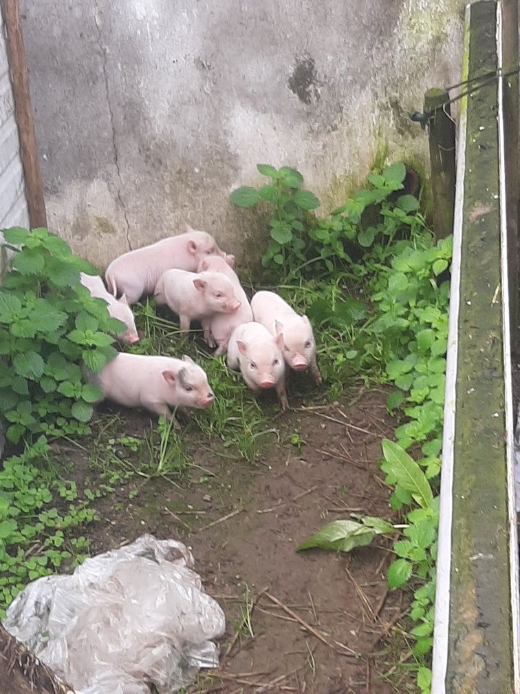 Varias crias de Mini pig