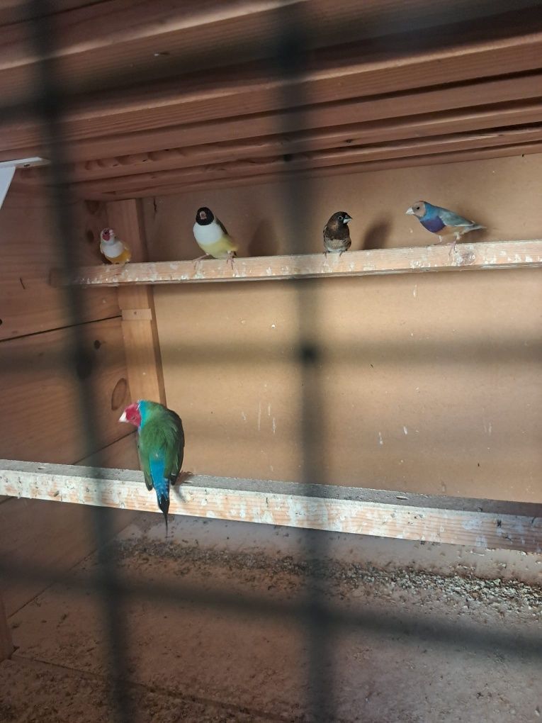 Varias aves para venda
