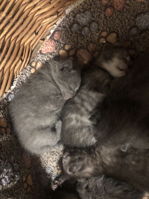 Бронь котики  британці висловухі і прямовухі