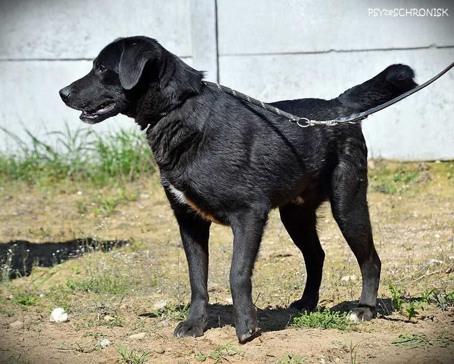 Gambit - mam wielkie serce, pokochaj mnie!