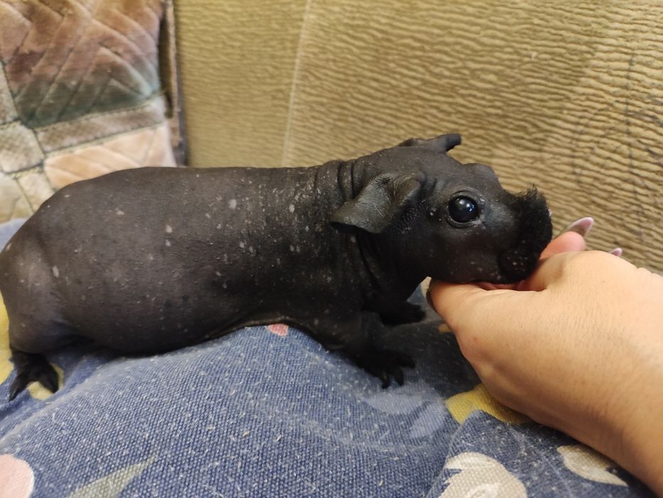 Дівчинка скінні чорна