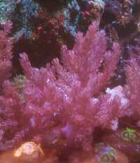Sinularia . Koralowiec . Akwarium morskie