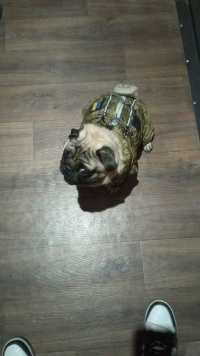 Продам зимовий комбінезон на молнії на Мопса "Піксель"