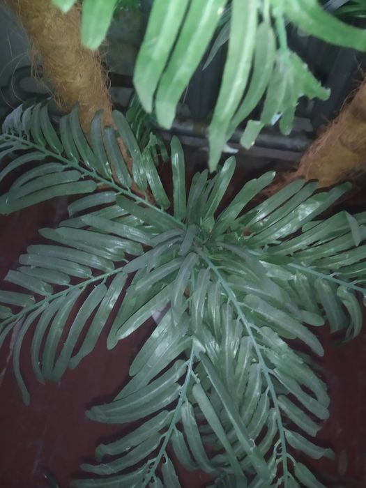 Декоративная пальма