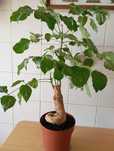 Planta da amizade