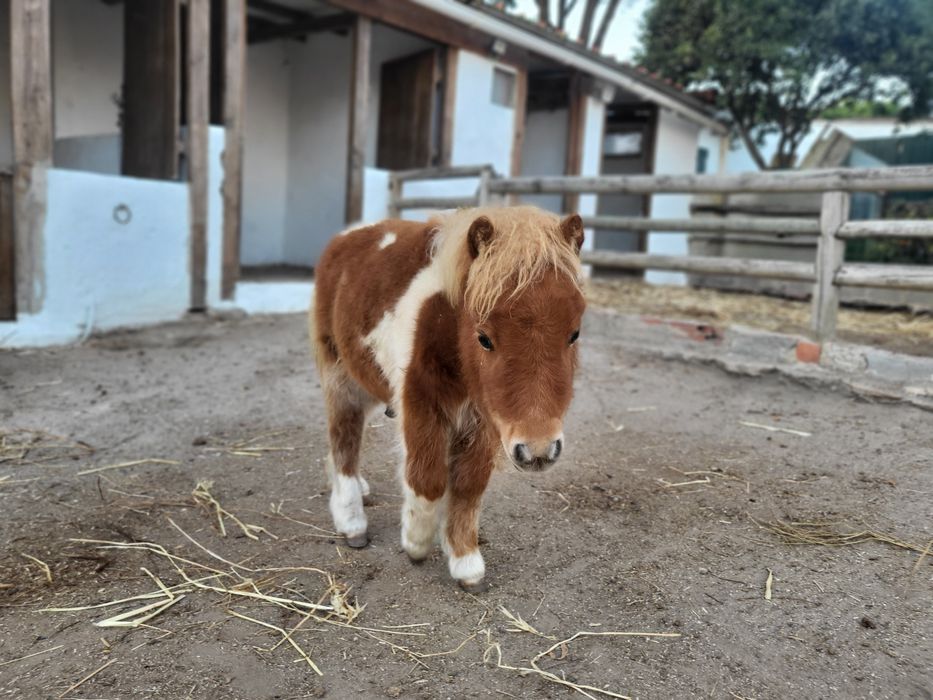 Ponei Mini Shetland com 5 meses