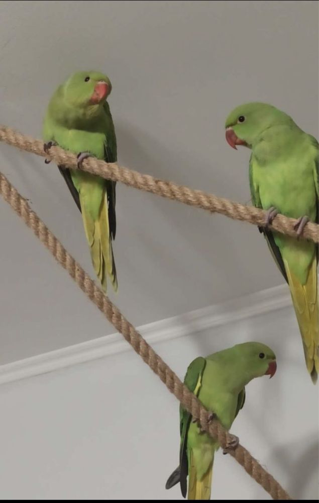 Ожереловые попугайчики,птенцы, ручные говорящие