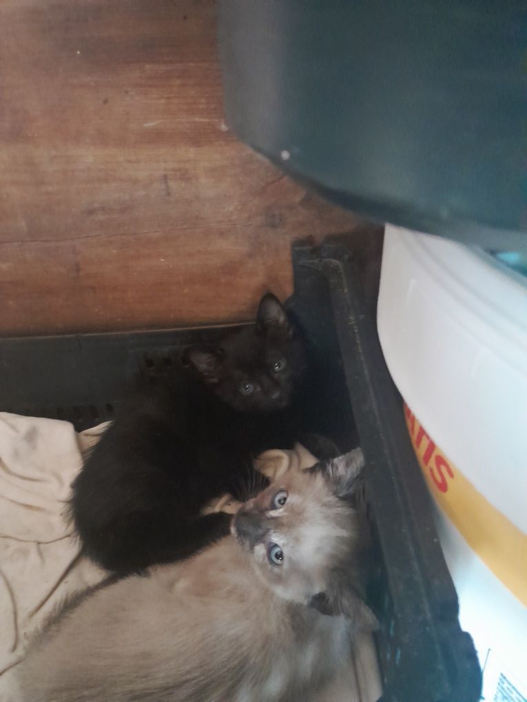Gatinhos para adoçao