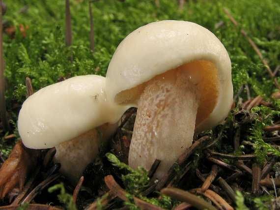 Мицелий Масленка белого для выращивания грибов на открытом участке