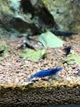 Camarao Carbon rili, black sakura etc adultos