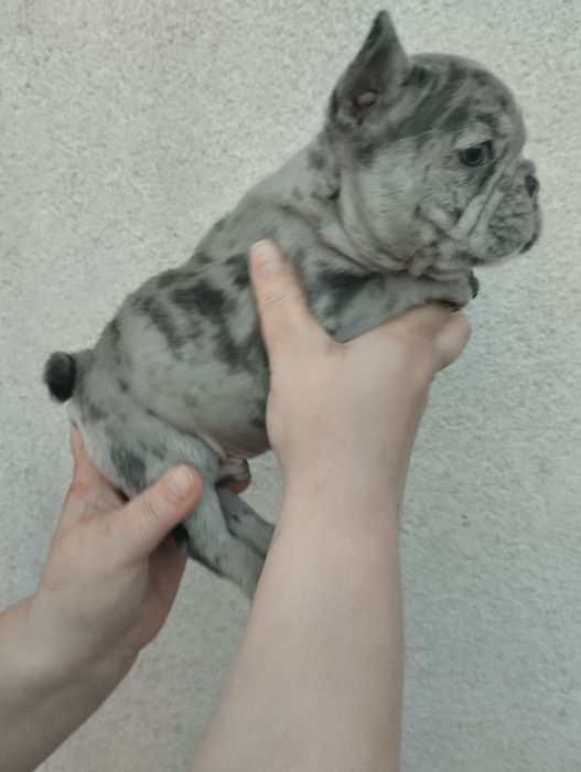 Французькі булочки