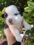 Shih tzu z genem czekoladowym suczka/piesek