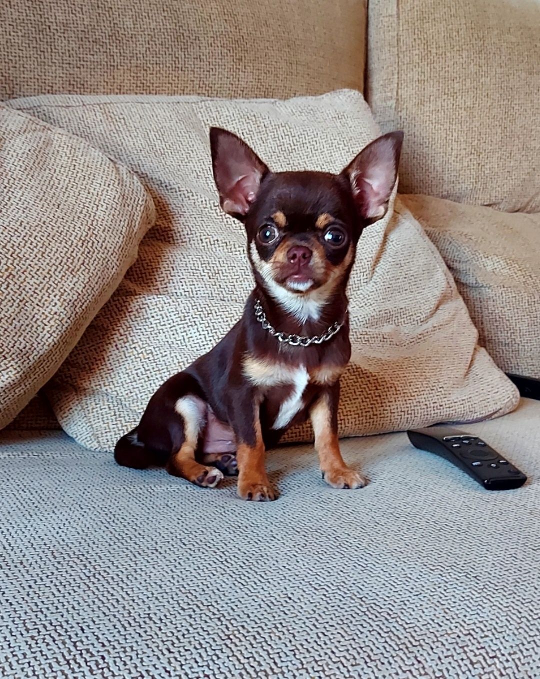 Chihuahua Com LOP (Pedigree) Macho