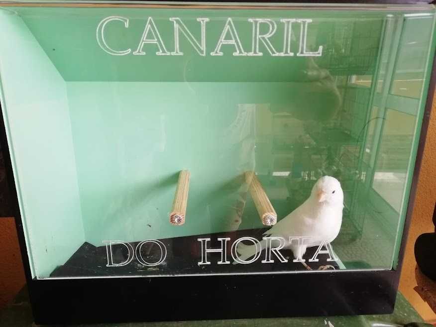 Canário Macho  branco (bom cantor)