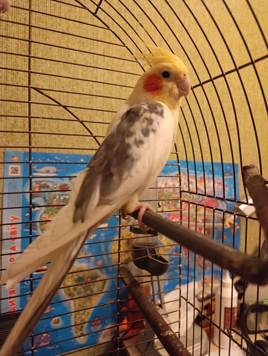 Клетка для папугая