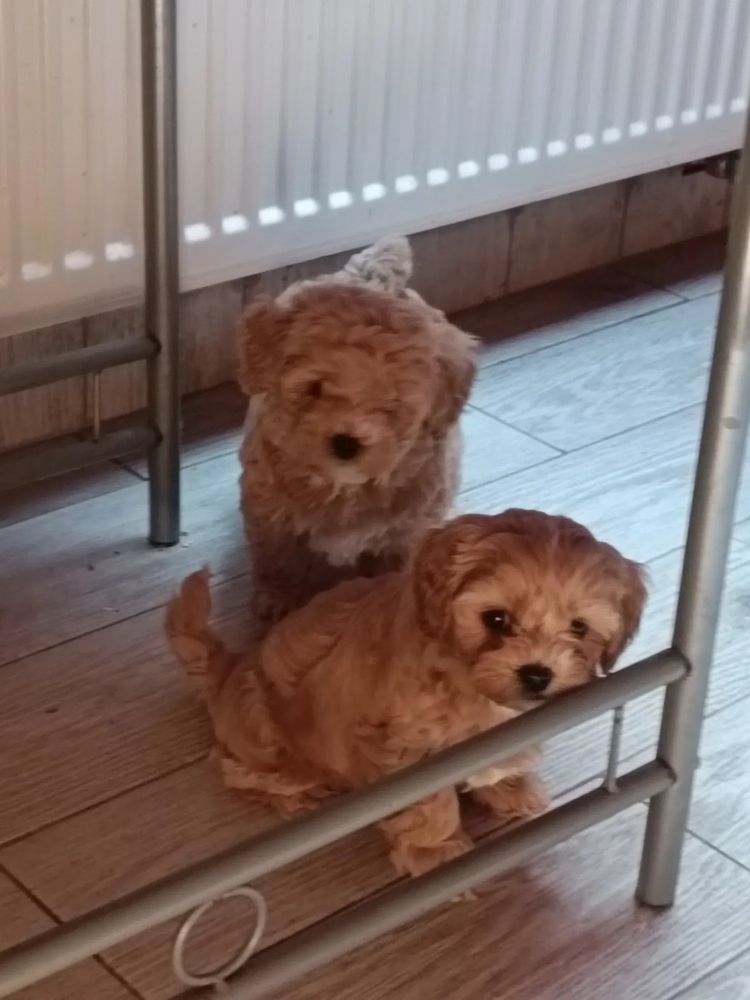 Микро мальтипу беби фейс. maltipoo f1 maltipoo f2