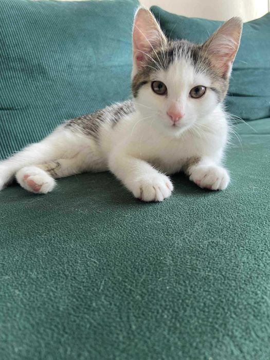 Mała Marcelina czeka na domek