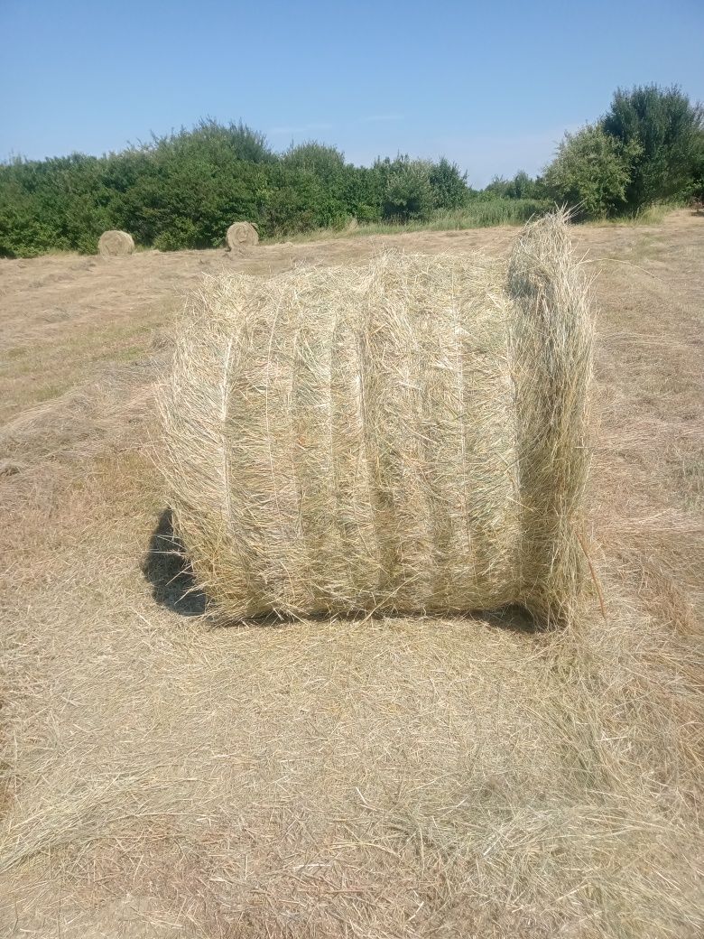 Сіно.                                    .