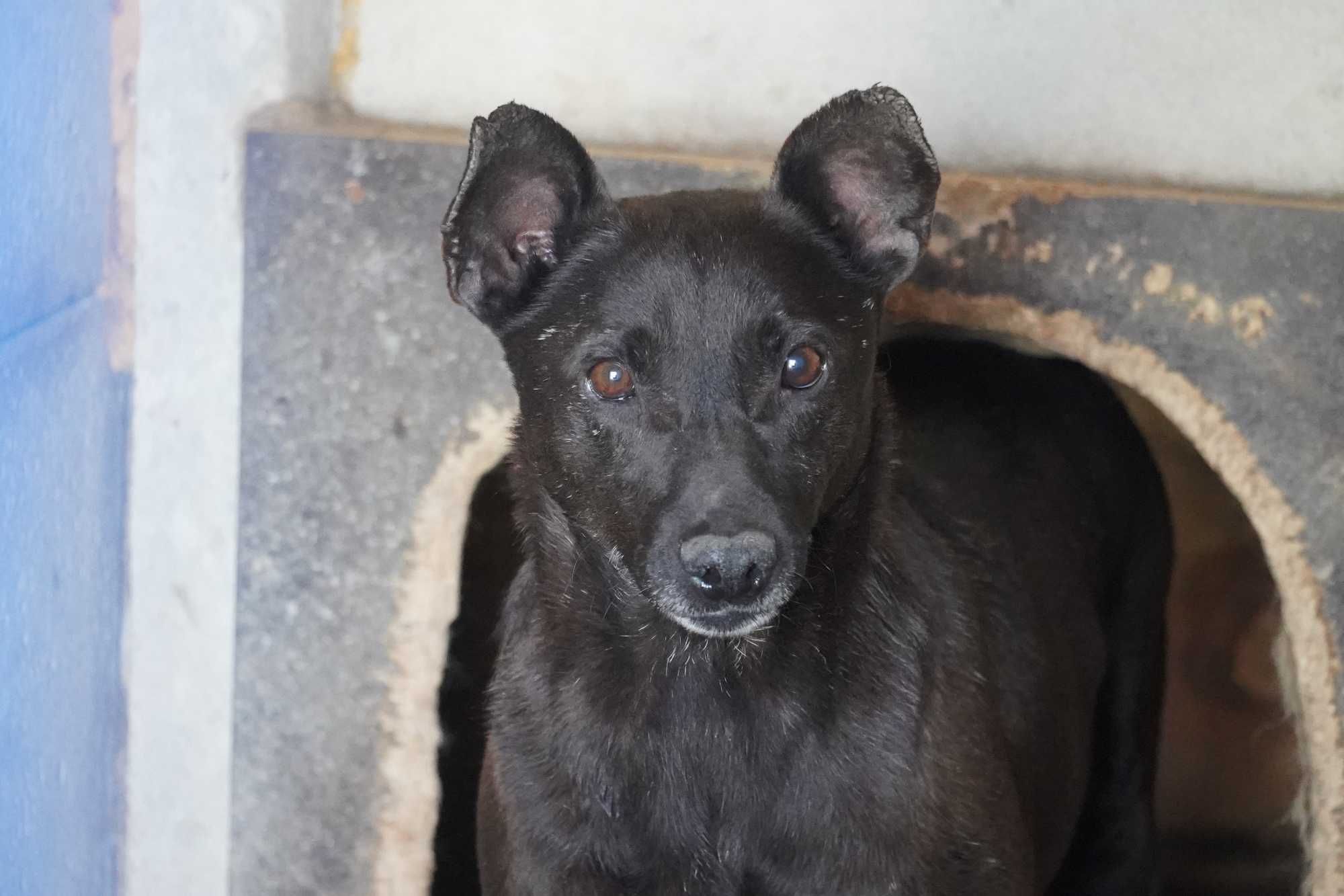 Bornit - niewielki kundelek do adopcji