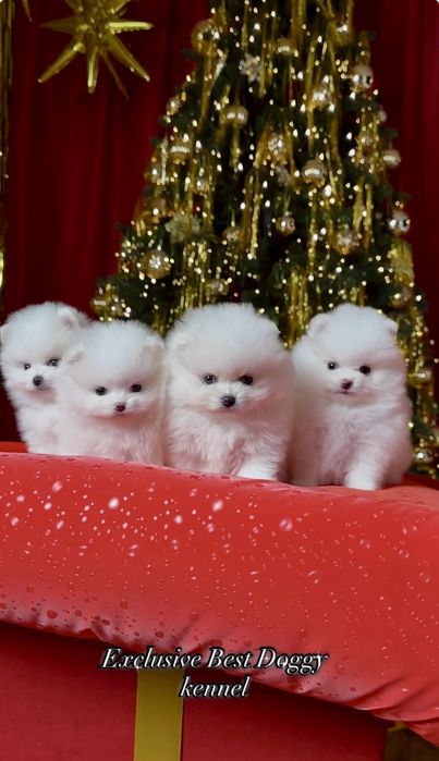 Кукольные мини мишки! Щенок померанский шпиц. Щенки шпицы. Белый пом