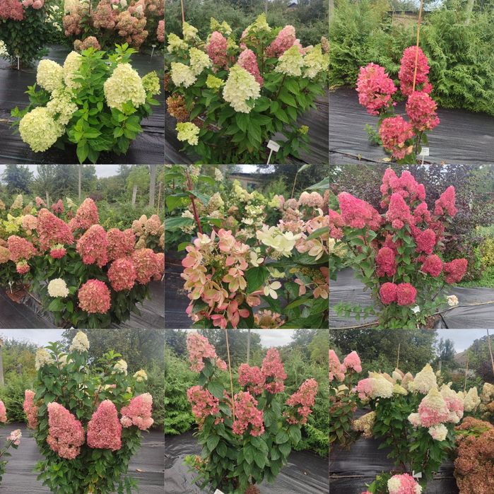 Гортензія волотиста