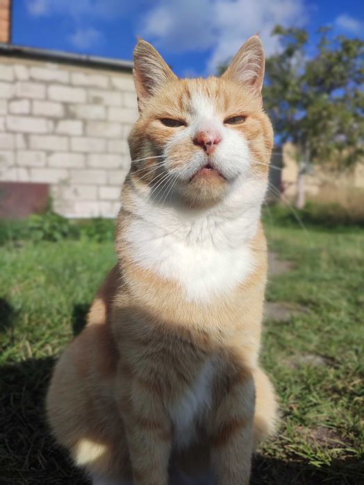 Zaginął Rudo- Biały kot