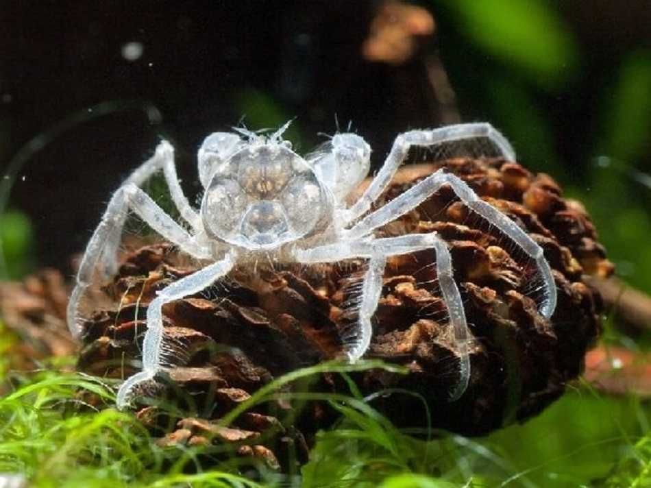 Krab Mikro, Krab karłowaty  - Sklep AKWAREKS