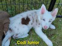 Szczenięta Border Collie Red Merle