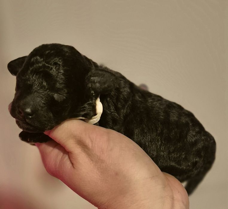 Pudel miniaturowy/toy