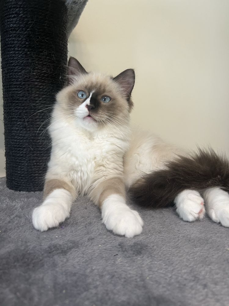 Ragdoll kocurek , rodowod FPL.