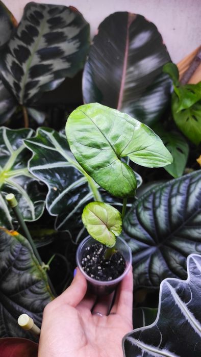 Монстера вариегатная, филодендрон, сингониум ,