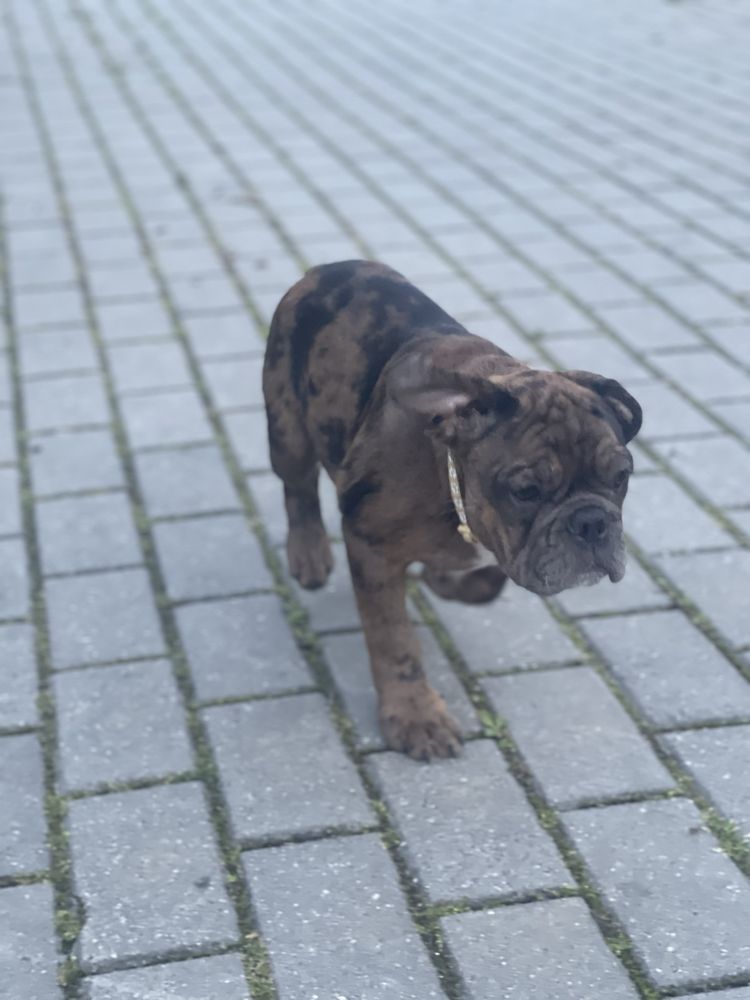 Buldog Francuski Leszek Kennel Club