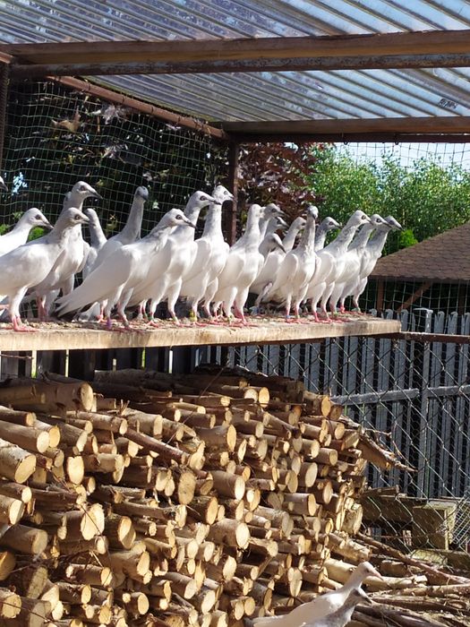 Gołębie srebrniaki