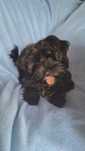 Piesek Yorkshire Terrier Black