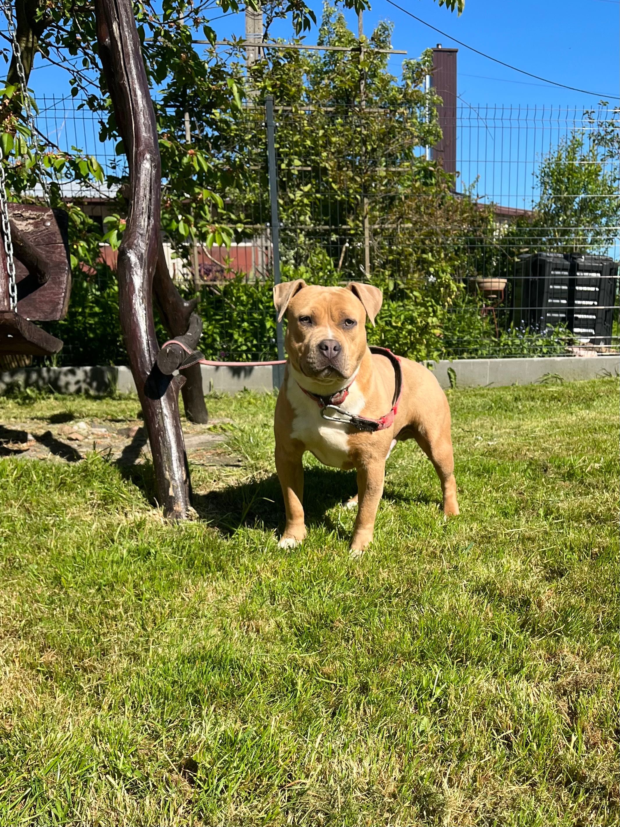 Amstaff American Staffordshire Terrier