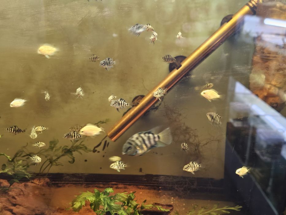 Peixe papagaio anão