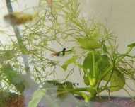 Guppys "Endler" m/f