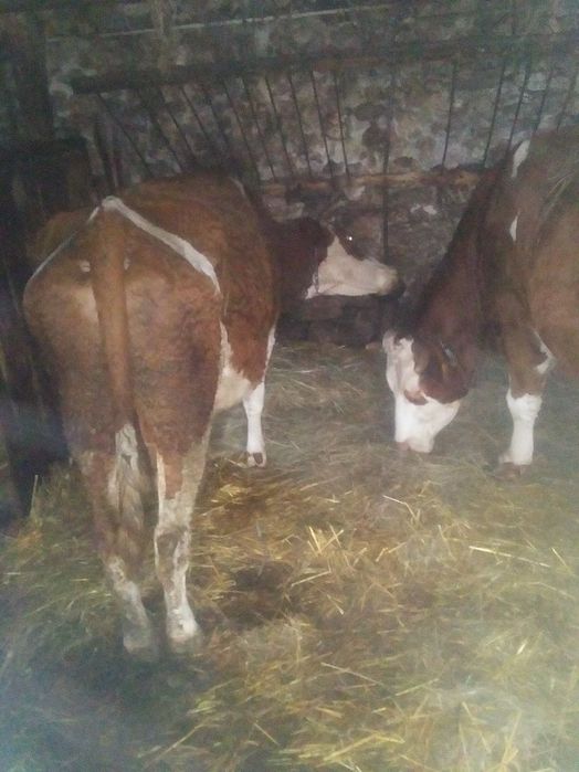 Sprzedam byki i krowę