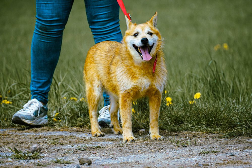 Agat - śliczny, szorstkowłosy pies