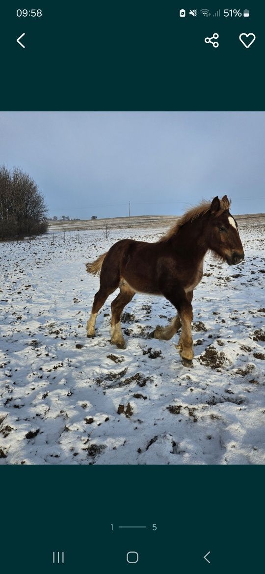 Sprzedam Ogierka i Źrebice