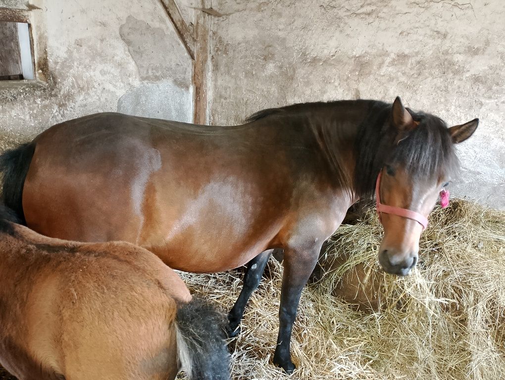 Sprzedam klacz huculskom i źrebię