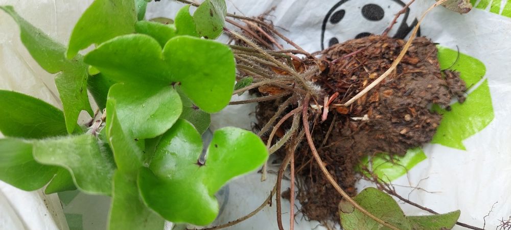 Sadzonki Przylaszczki