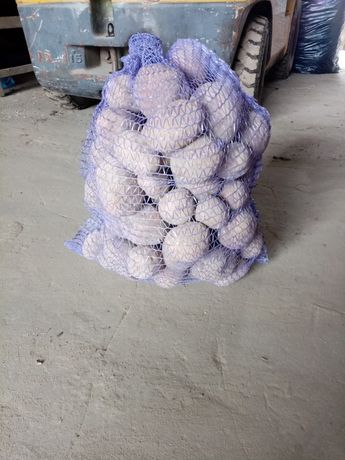 Ziemniaki bellaroza jadalne