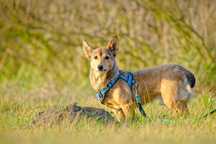 Aston- uroczy psiak o sylwetce corgi + FILM