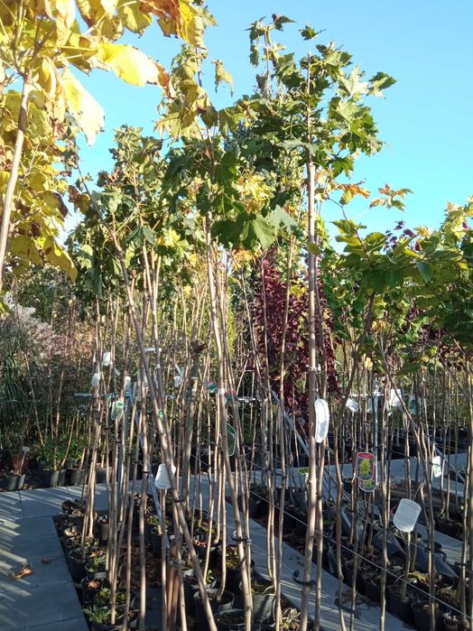 Brzoza brodawkowata,buk,grab,klon, lipa,dąb, jesion wyniosły,sosna