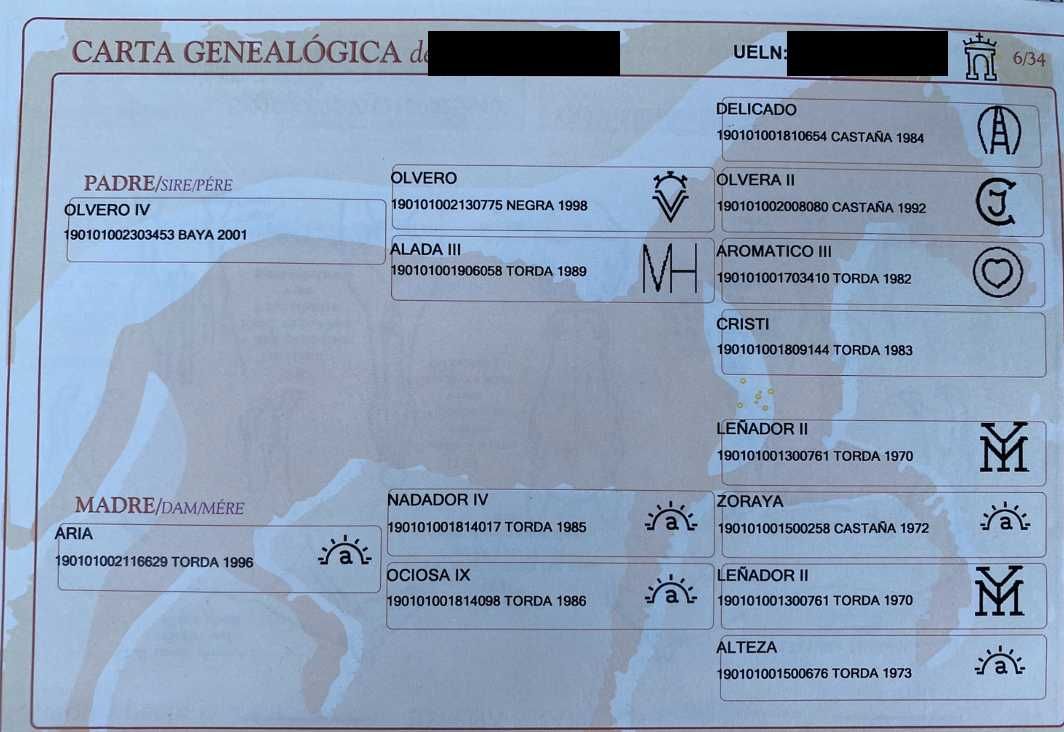 Cavalo PRE nivel doma SI-II, Saint George, das melhores origens