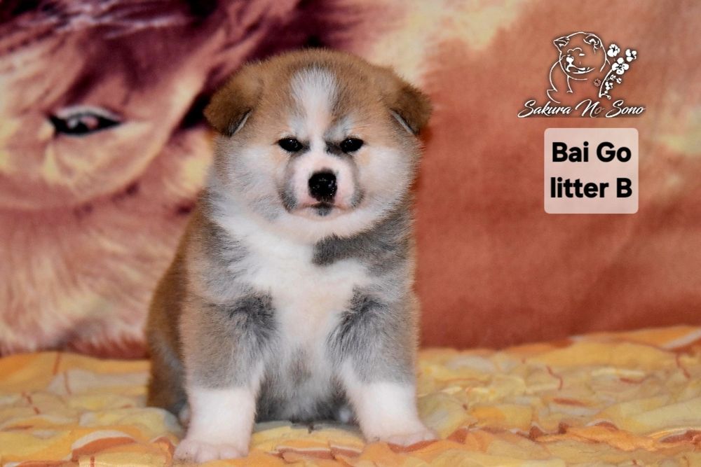 Akita Japonska czerwona suczka i samczyk