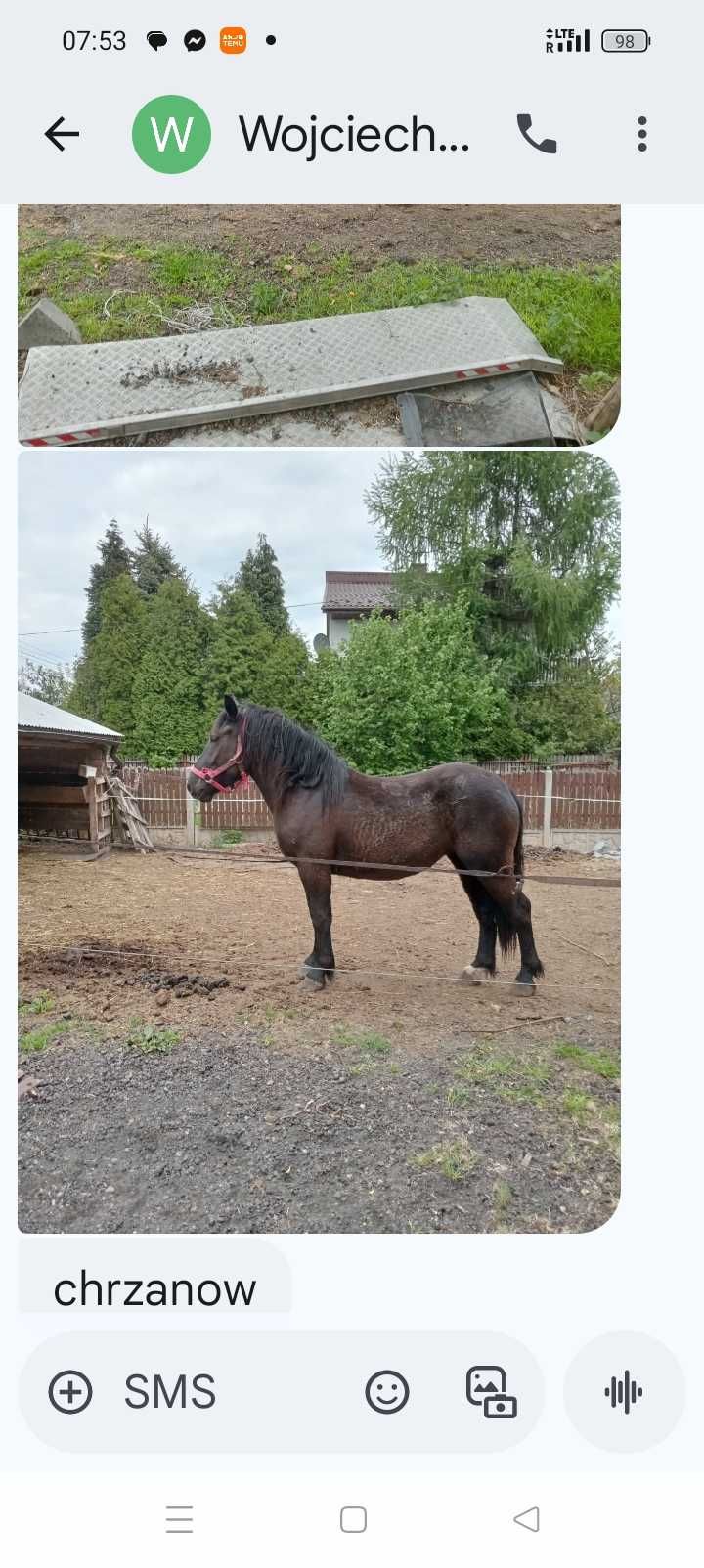 Klacz zimnokrwista