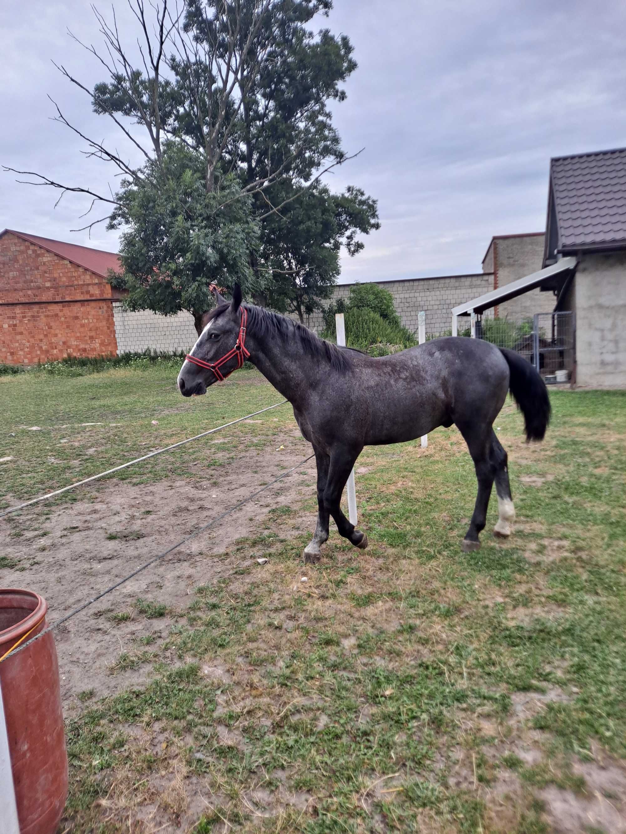 Sprzedam ßląskiego ogierka