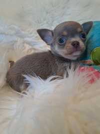 **MORIS**piesek chihuahua lilac& tan do rezerwacji